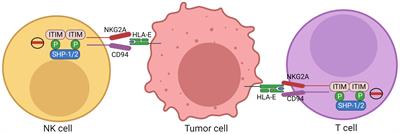 A role of gut microbiota metabolites in HLA-E and NKG2 blockage immunotherapy against tumors: new insights for clinical application